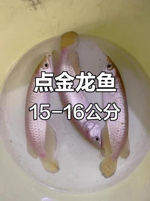 如何聯系金龍魚牡丹江的客服？（金龍魚牡丹江客服聯系方式可以通過以下幾種方式獲取）