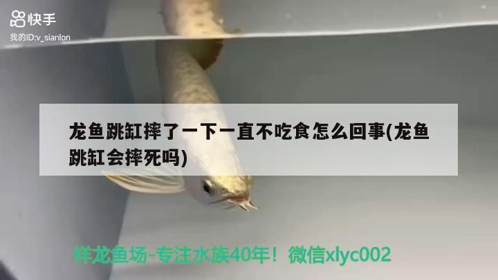 龍魚跳缸摔了一下一直不吃食怎么回事(龍魚跳缸會摔死嗎)（龍魚跳缸摔了一下一直不吃食怎么回事）