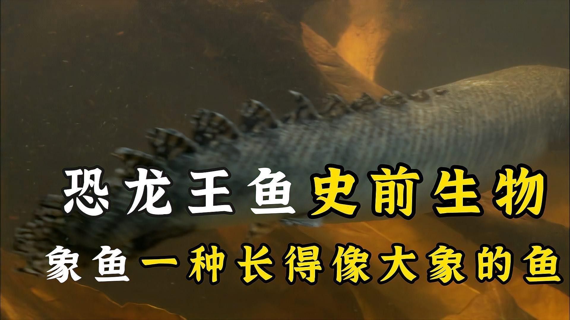 恐龍魚有哪些品種？（科學家推測出一些可能的恐龍魚品種）