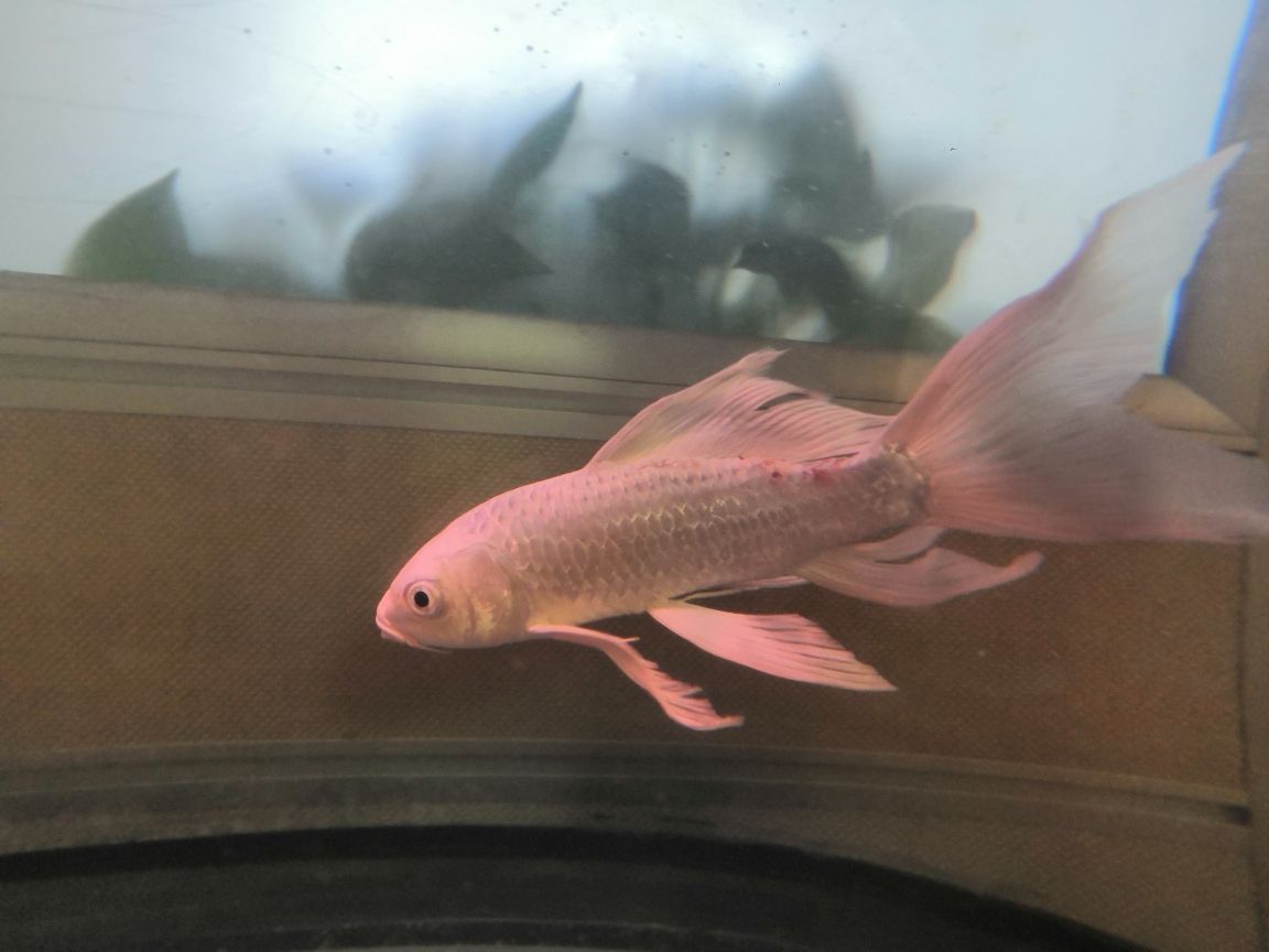 大神求助（“大神”求助，魚兒鬧鬧評論：自己想一下，最近是換水了）