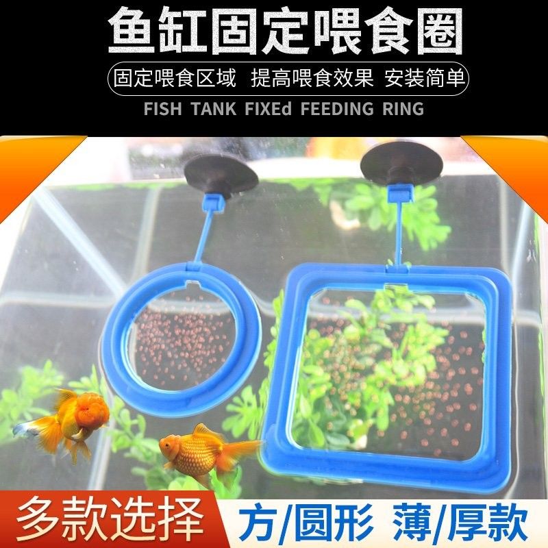 龍魚吃魚糧需要泡水嗎（龍魚吃魚糧是否需要泡水的問題） 龍魚吃魚糧需要泡水嗎（龍魚吃魚糧是否需要泡水的問題） 龍魚百科 第2張