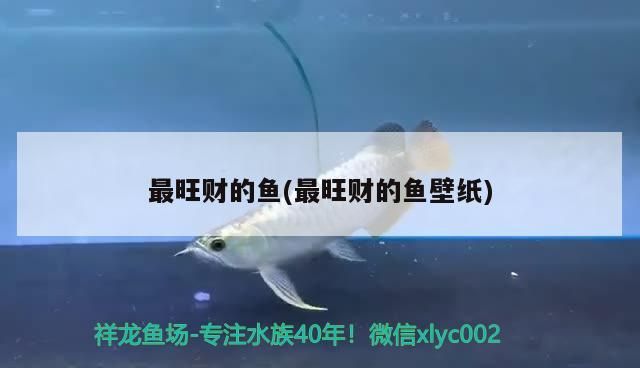 最旺財的魚(最旺財的魚壁紙)（招財聚財的風水魚） 最旺財的魚(最旺財的魚壁紙)（招財聚財的風水魚） 觀賞魚百科