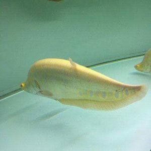 給我一些白化金龍魚的高清大圖（白化金龍魚在水中游動時的美麗姿態展現出一種輕盈而流暢的感覺）