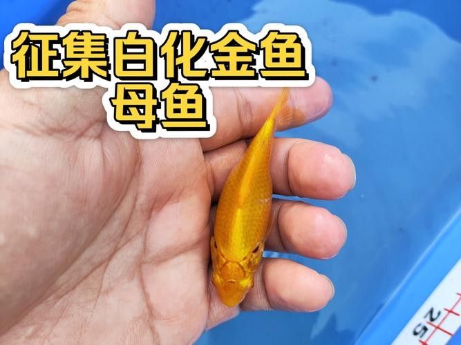 給我一些白化金龍魚的高清大圖（白化金龍魚在水中游動時的美麗姿態展現出一種輕盈而流暢的感覺）