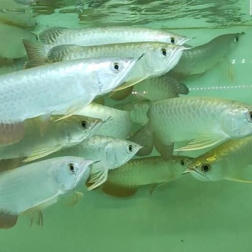 給我一些白化金龍魚的高清大圖（白化金龍魚在水中游動時的美麗姿態展現出一種輕盈而流暢的感覺）