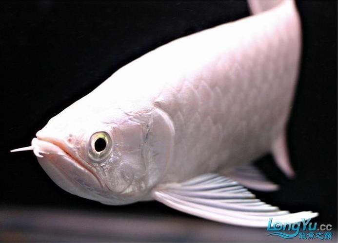 給我一些白化金龍魚的高清大圖（白化金龍魚在水中游動時的美麗姿態展現出一種輕盈而流暢的感覺）