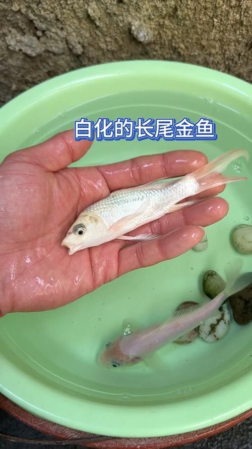 給我一些白化金龍魚的高清大圖（白化金龍魚在水中游動時的美麗姿態展現出一種輕盈而流暢的感覺）