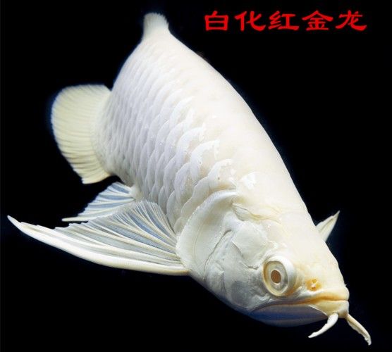 給我一些白化金龍魚的高清大圖（白化金龍魚在水中游動時的美麗姿態展現出一種輕盈而流暢的感覺）