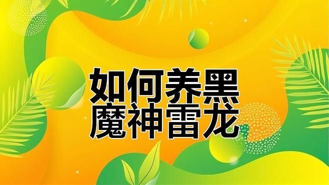 黑摩神雷龍魚適合新手養(yǎng)嗎（黑摩神雷龍魚怎么養(yǎng)揭秘養(yǎng)魚達(dá)人的獨(dú)家秘籍網(wǎng)友:小心被卡死）