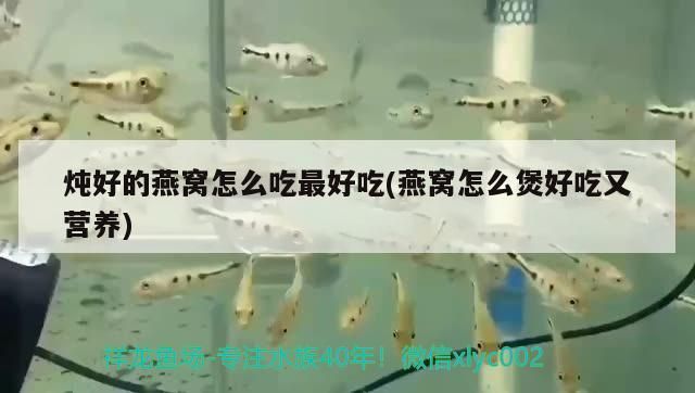燉好的燕窩怎么吃最好吃(燕窩怎么煲好吃又營養)（冰糖燉燕窩怎么吃最好吃，燕窩怎么吃最好吃）