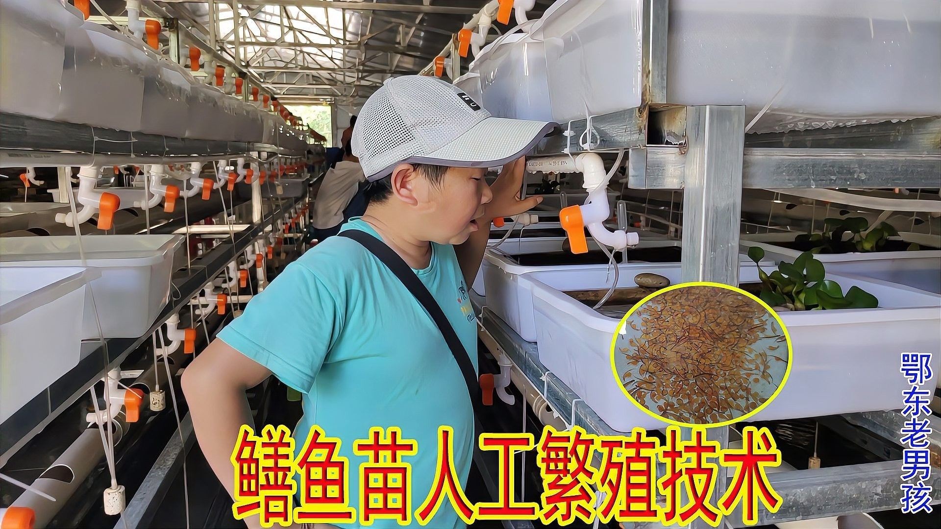 哪些魚適合人工繁殖？（適合人工繁殖的魚類）