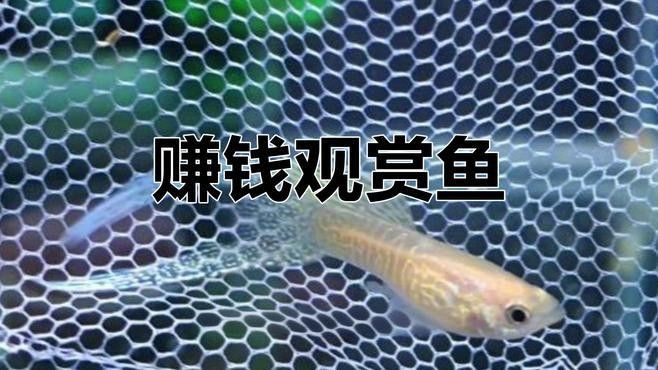 哪些魚適合人工繁殖？（適合人工繁殖的魚類）