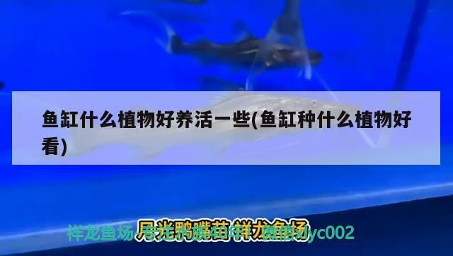魚缸什么植物好養活一些(魚缸種什么植物好看)(魚缸什么植物好養活一些知識,魚缸什么植物好看進行解釋)