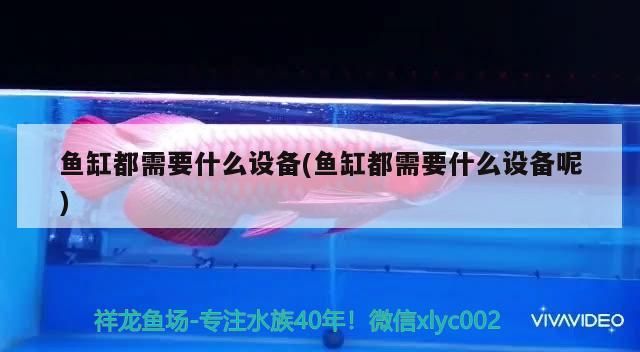 魚糧 魚缸都需要什么設(shè)備(魚缸都需要什么設(shè)備呢)(魚缸都需要什么設(shè)備,魚缸需要什么設(shè)備,) 觀賞魚百科 魚缸都需要什么設(shè)備(魚缸都需要什么設(shè)備呢)(魚缸都需要什么設(shè)備,魚缸需要什么設(shè)備,) 魚缸都需要什么設(shè)備(魚缸都需要什么設(shè)備呢)(魚缸都需要什么設(shè)備,魚缸需要什么設(shè)備,) 觀賞魚百科