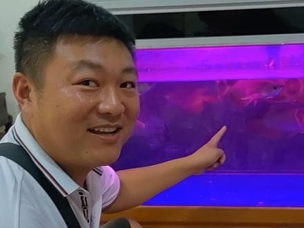 哪種紅龍魚的價格更高？（300一條的紅龍魚你們真的懂嗎#<strong><mark>麒麟</mark></strong>龍魚繁殖）