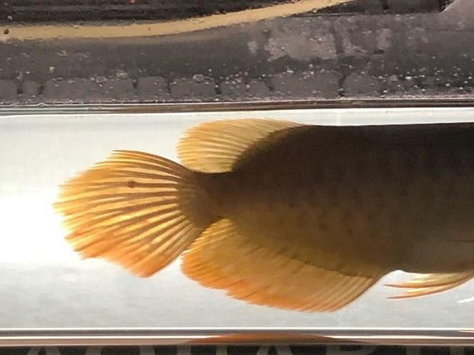 觀(guān)賞魚(yú)一手進(jìn)貨渠道，關(guān)于觀(guān)賞魚(yú)一手進(jìn)貨渠道