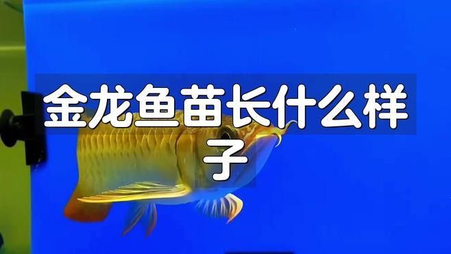 紅尾金龍魚幼魚期圖片（想入手紅尾金龍魚又怕被商家欺騙）