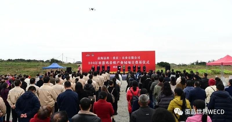 金龍魚養殖基地的規模有多大（“油茅”金龍魚盯上蛋雞賽道！）