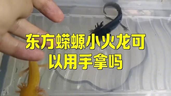 如何安全地接觸火龍魚（安全接觸火龍魚的建議） 如何安全地接觸火龍魚（安全接觸火龍魚的建議） 龍魚百科 第1張