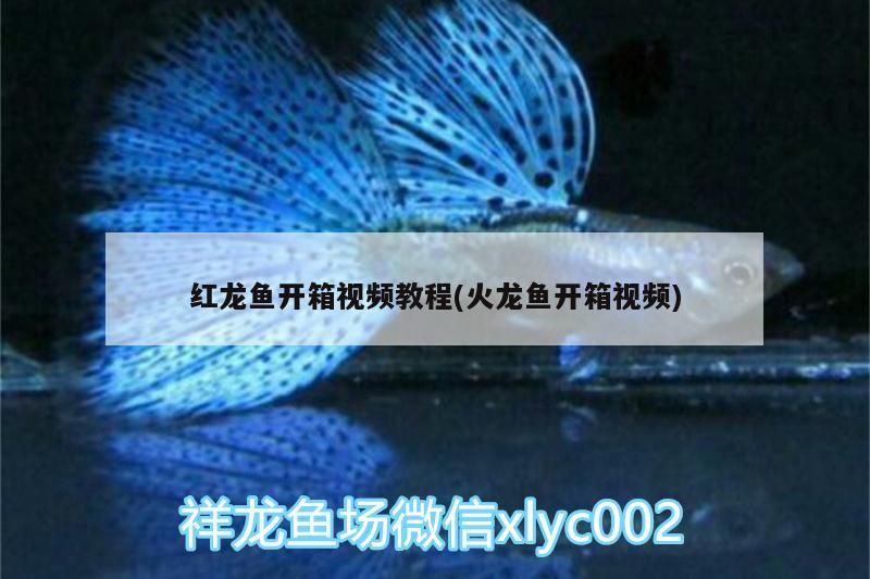 紅龍魚開箱視頻教程(火龍魚開箱視頻)（紅龍魚開箱教程） 紅龍魚開箱視頻教程(火龍魚開箱視頻)（紅龍魚開箱教程） 觀賞魚百科