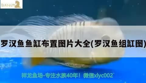 羅漢魚魚缸布置圖片大全(羅漢魚組缸圖)（羅漢魚中文總稱彩鯛，意本多姿多姿多姿）