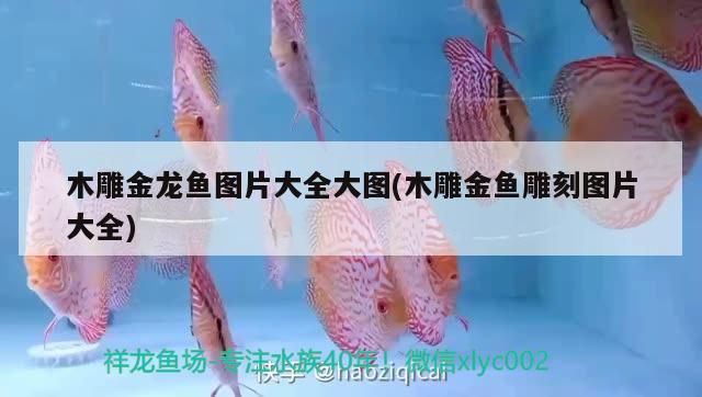 木雕金龍魚圖片大全大圖(木雕金魚雕刻圖片大全)（木雕金龍魚圖片大全） 木雕金龍魚圖片大全大圖(木雕金魚雕刻圖片大全)（木雕金龍魚圖片大全） 觀賞魚百科
