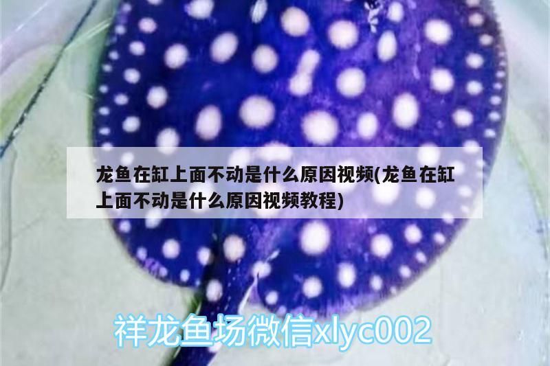 龍魚在缸上面不動(dòng)是什么原因視頻(龍魚在缸上面不動(dòng)是什么原因視頻教程)（龍魚在缸上不動(dòng)是什么原因視頻和龍魚在缸上面不動(dòng)是什么原因）