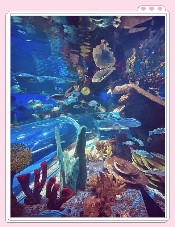 紅龍魚攝影最佳拍攝角度（紅龍魚攝影：最佳拍攝角度，）