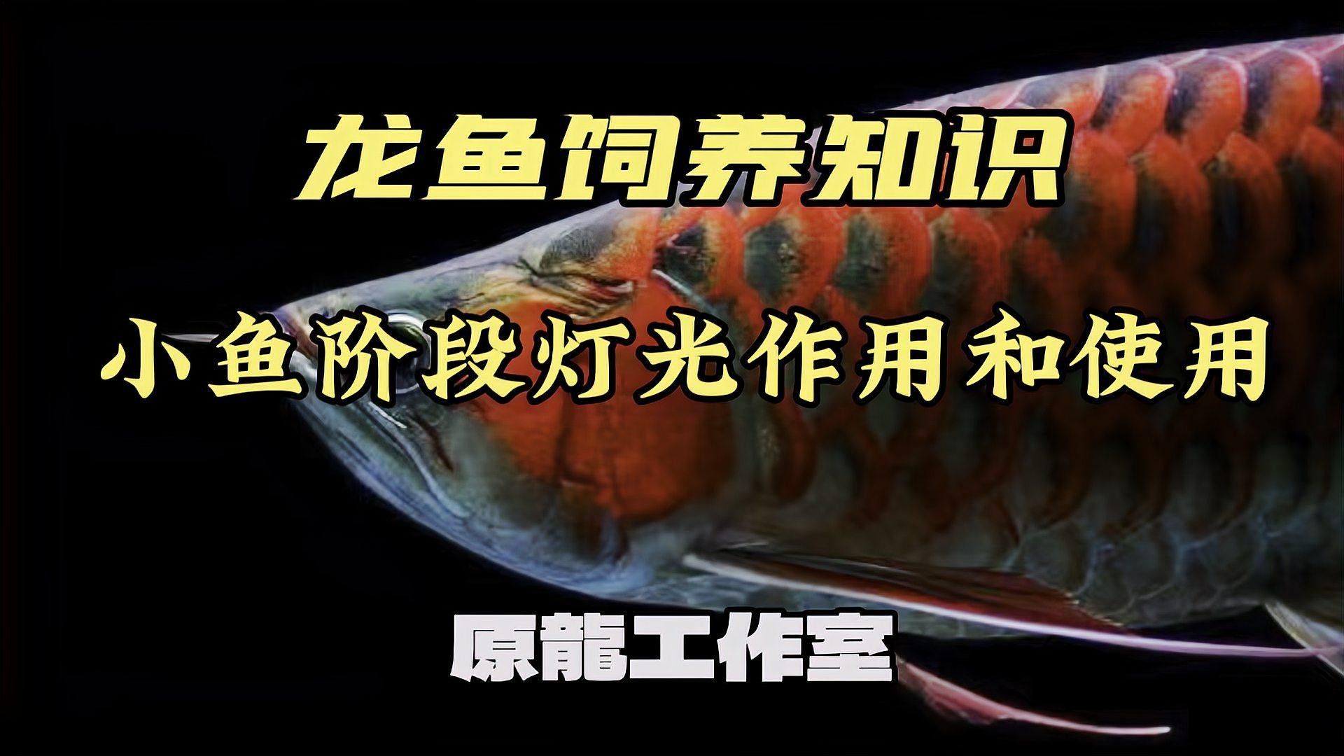 紅龍魚需要什么樣的燈光（——龍魚燈光使用指南）