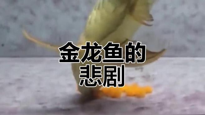 金龍魚產卵后雄魚會怎么做（金龍魚產卵后雄魚的行為和策略） 金龍魚產卵后雄魚會怎么做（金龍魚產卵后雄魚的行為和策略） 龍魚百科 第1張