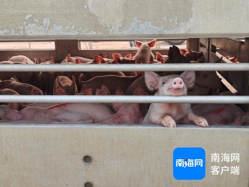 該基地的養(yǎng)殖規(guī)模有多大（(二)微信公眾平臺養(yǎng)殖基地首批優(yōu)質(zhì)仔豬成功出欄）