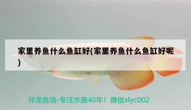 家里養(yǎng)魚什么魚缸好(家里養(yǎng)魚什么魚缸好呢)（家里養(yǎng)魚什么魚缸好）