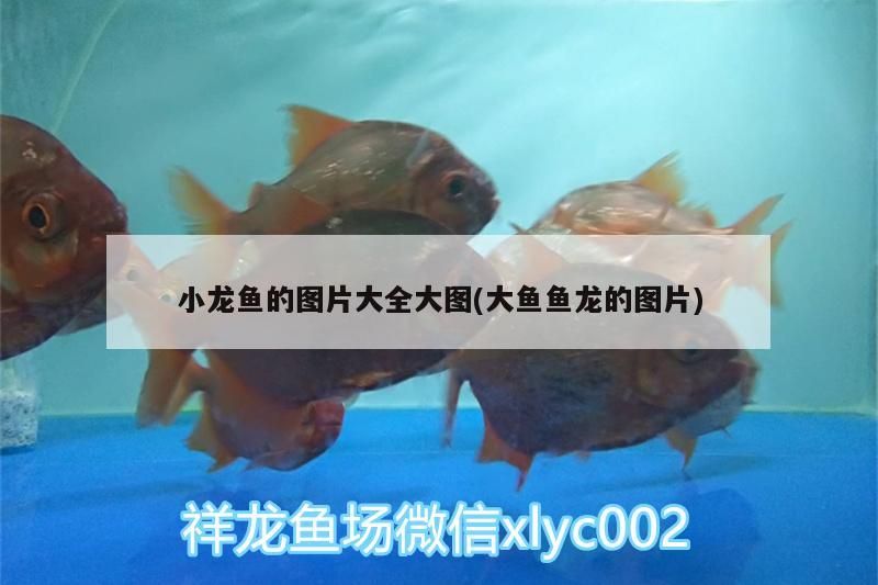 錦鯉魚 小龍魚的圖片大全大圖(大魚魚龍的圖片)(小龍魚圖片大全大圖) 觀賞魚百科 小龍魚的圖片大全大圖(大魚魚龍的圖片)(小龍魚圖片大全大圖) 小龍魚的圖片大全大圖(大魚魚龍的圖片)(小龍魚圖片大全大圖) 觀賞魚百科