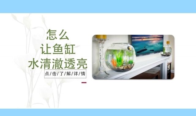 龍魚用藥過量怎么處理好（龍魚用藥過量怎么處理好呢）（龍魚用藥過量了怎么辦）