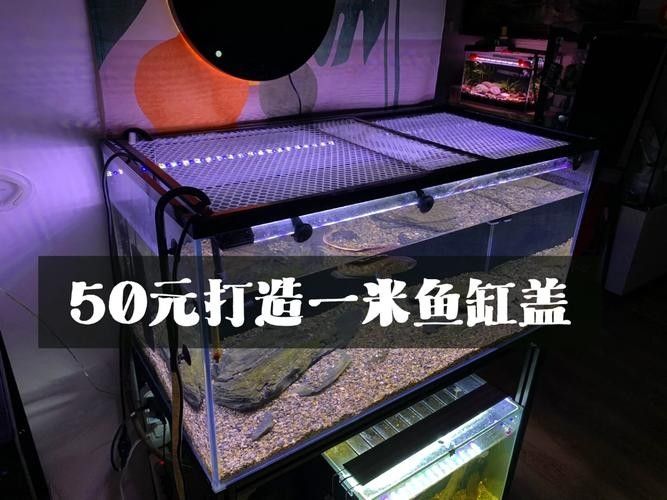 雷龍魚缸蓋應該如何選擇？（雷龍魚缸蓋的選擇是確保水質清潔和防止藻類生長的關鍵）