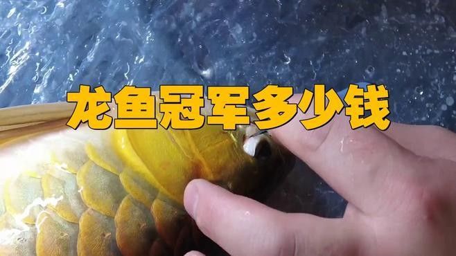 如何報名參加上海龍魚大賽（2024年上海龍魚大賽金龍評判標準變更第一集龍魚冠軍多少錢）
