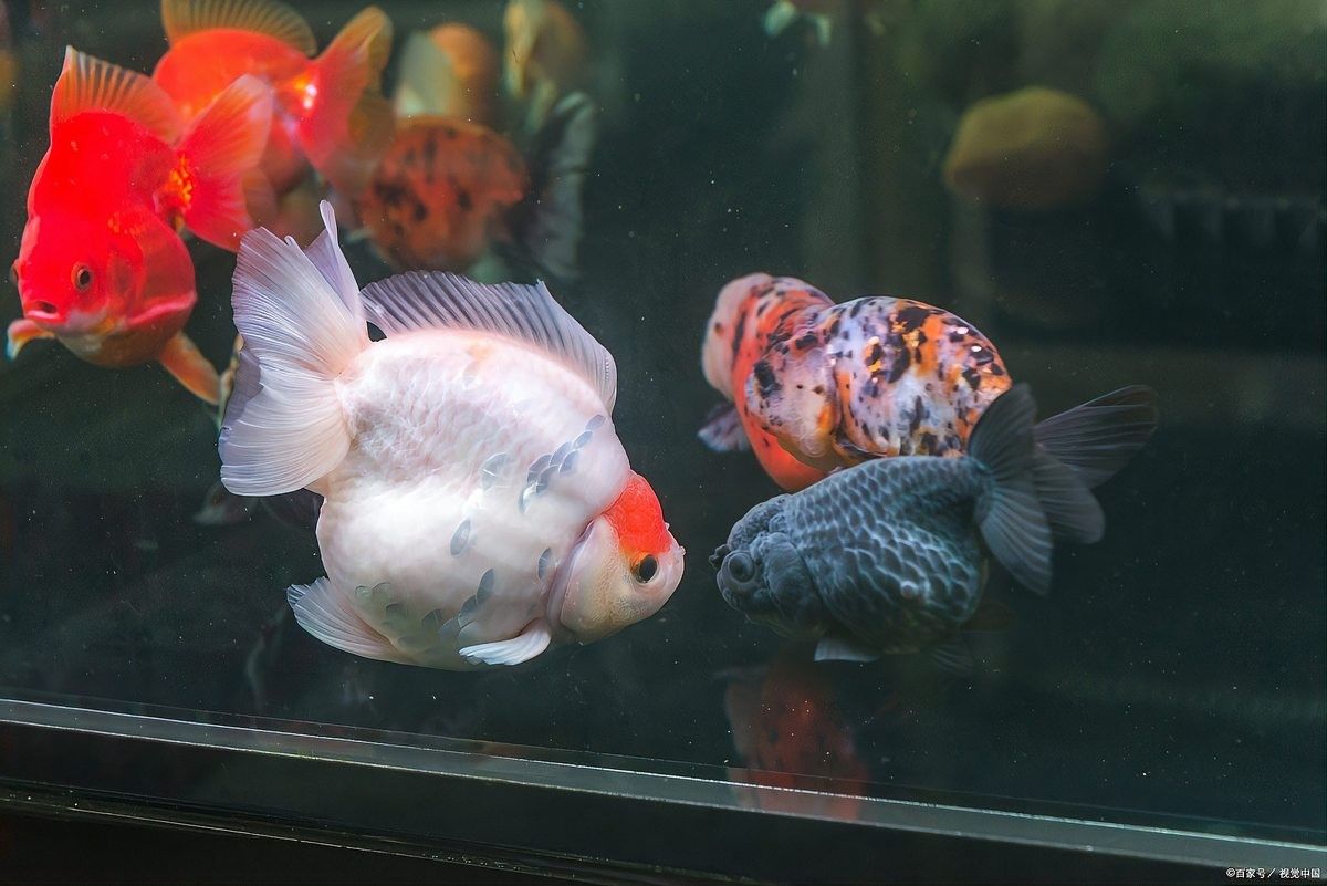 如何為泰獅提供躲避區（如何為泰獅設置躲避區） 如何為泰獅提供躲避區（如何為泰獅設置躲避區） 龍魚百科 第6張