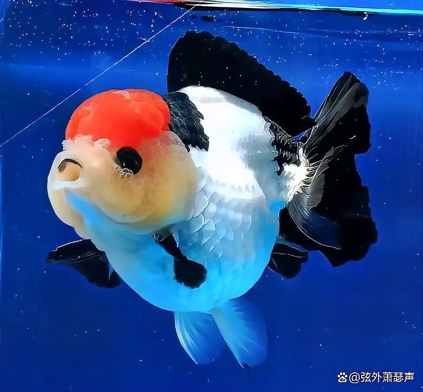 如何為泰獅提供躲避區（如何為泰獅設置躲避區） 如何為泰獅提供躲避區（如何為泰獅設置躲避區） 龍魚百科 第5張