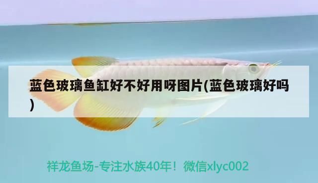 龍魚干蝦有營(yíng)養(yǎng)嗎 藍(lán)色玻璃魚缸好不好用呀圖片(藍(lán)色玻璃好嗎)(藍(lán)色玻璃魚缸好不好用) 觀賞魚百科 藍(lán)色玻璃魚缸好不好用呀圖片(藍(lán)色玻璃好嗎)(藍(lán)色玻璃魚缸好不好用) 藍(lán)色玻璃魚缸好不好用呀圖片(藍(lán)色玻璃好嗎)(藍(lán)色玻璃魚缸好不好用) 觀賞魚百科