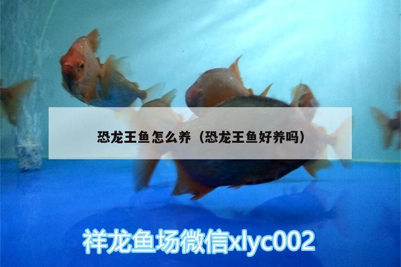 恐龍王魚怎么養(yǎng)（恐龍王魚好養(yǎng)嗎）（恐龍王魚怎么養(yǎng)）