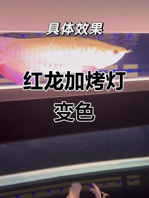 紅龍燈光系統有哪些品牌推薦（紅龍燈光系統主要品牌推薦及特點分析）