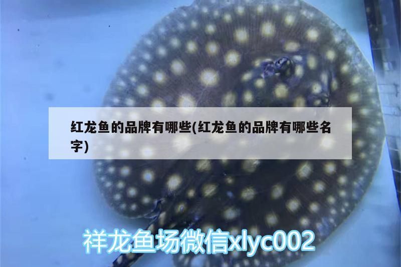 紅龍魚的品牌有哪些(紅龍魚的品牌有哪些名字)（紅龍魚的品牌有哪些）