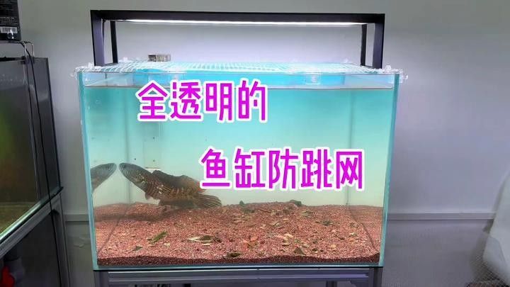 如何設置雷龍魚缸的過濾系統（金爵雷龍魚缸過濾系統設置雷龍魚缸過濾系統選擇指南）