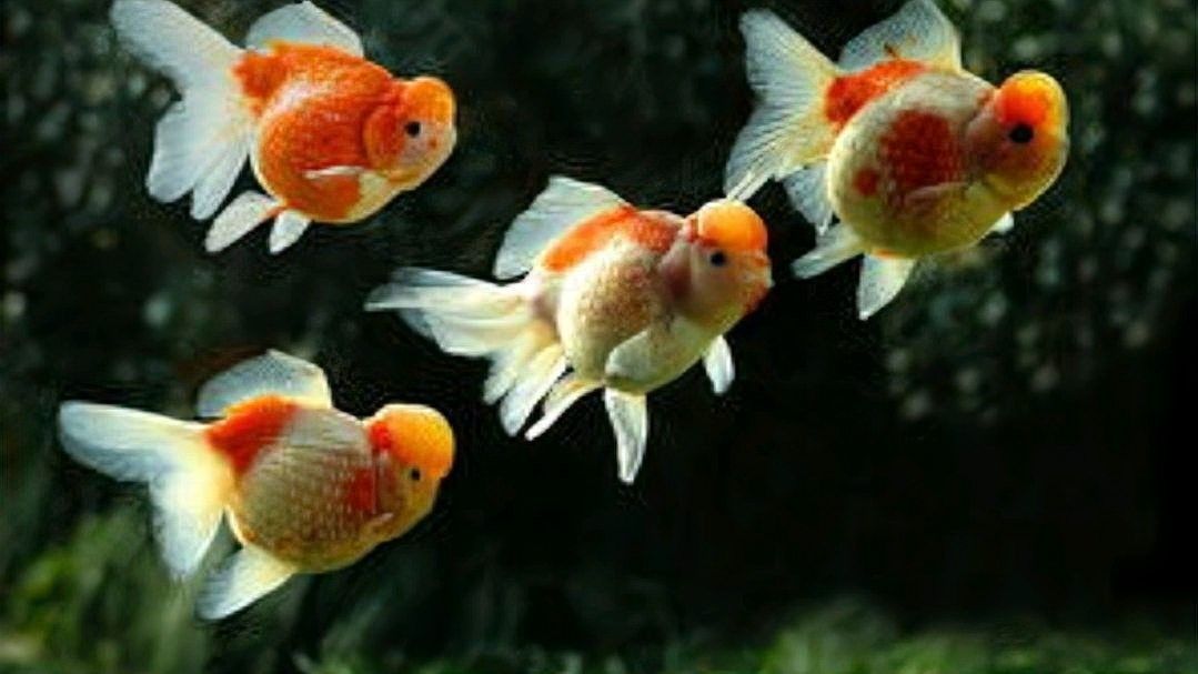 雄魚進入含卵期后還能喂食嗎？（含卵期雄魚需要多久喂一次食？）