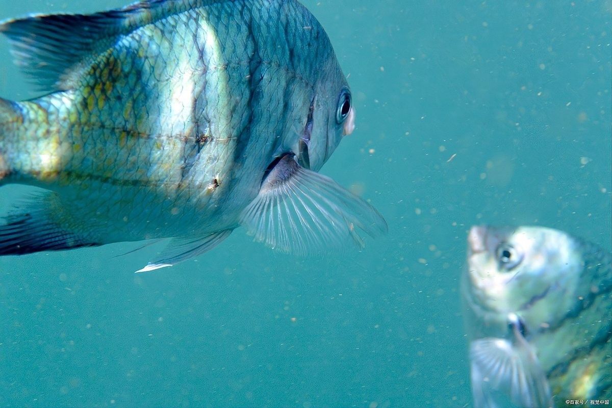 雄魚進入含卵期后還能喂食嗎？（含卵期雄魚需要多久喂一次食？）