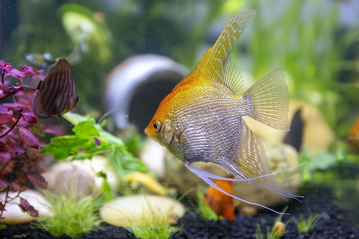 龍魚加鹽后多久見效？（龍魚加鹽后多久見效） 龍魚加鹽后多久見效？（龍魚加鹽后多久見效） 龍魚百科 第7張