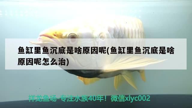 魚缸里魚沉底是啥原因呢(魚缸里魚沉底是啥原因呢怎么治)