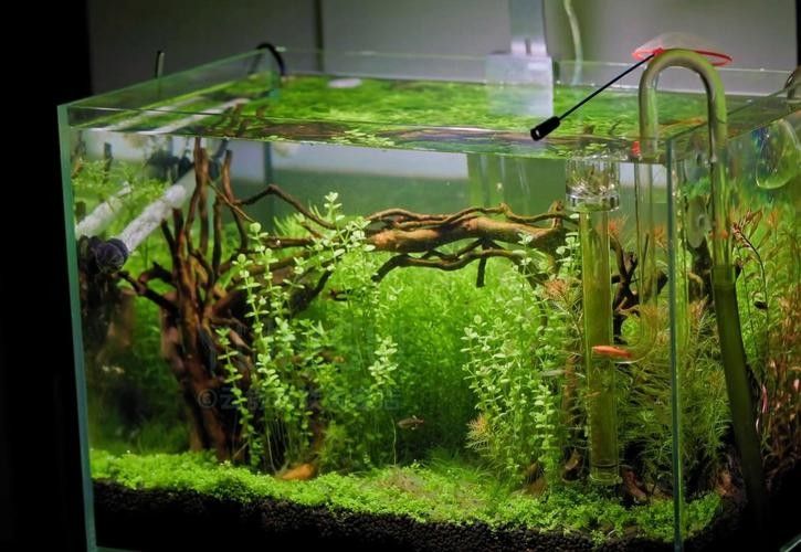 有哪些適合龍魚缸草缸的水草?(適合龍魚缸和草缸的水草推薦) 龍魚百科 第1張 有哪些適合龍魚缸草缸的水草?(適合龍魚缸和草缸的水草推薦) 有哪些適合龍魚缸草缸的水草?(適合龍魚缸和草缸的水草推薦) 龍魚百科 第1張