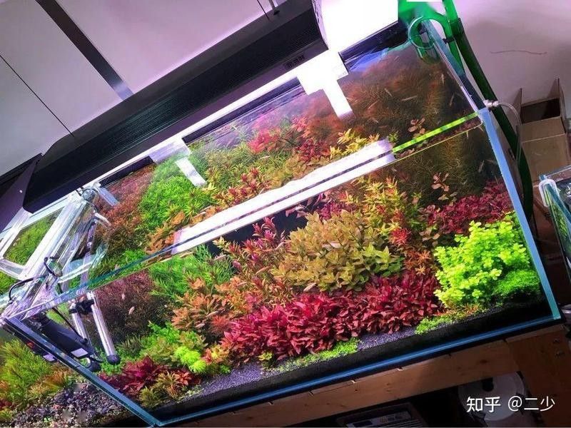有哪些適合龍魚缸草缸的水草？（適合龍魚缸和草缸的水草推薦） 有哪些適合龍魚缸草缸的水草？（適合龍魚缸和草缸的水草推薦） 龍魚百科 第6張