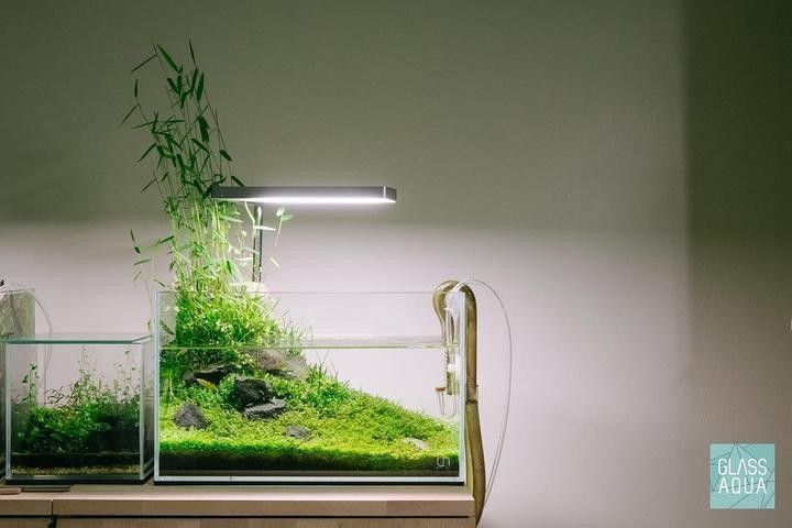 有哪些適合龍魚缸草缸的水草？（適合龍魚缸和草缸的水草推薦） 有哪些適合龍魚缸草缸的水草？（適合龍魚缸和草缸的水草推薦） 龍魚百科 第7張